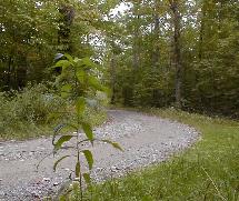 Takawambpait Trail
