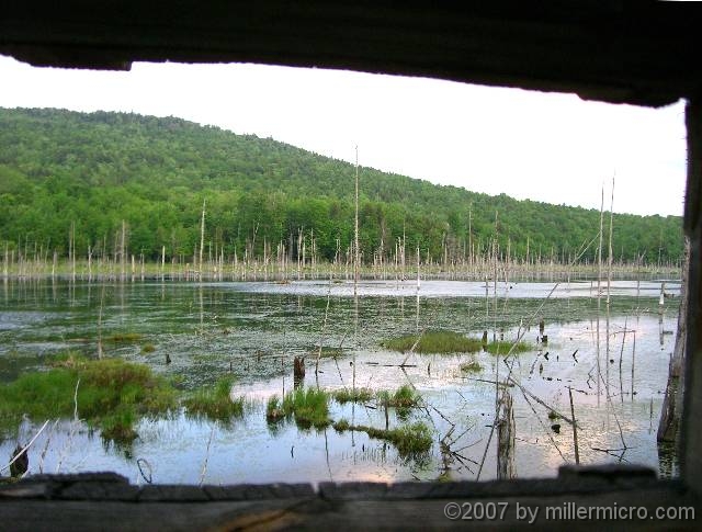 070601ColdRiverCamp_BlindView The deer came down to drink along the far shore of the bog. Great blue heron were nesting atop some of the dead trees. As we watched, an angry heron chased a raccoon down from one of those nests. Did the raccoon manage to snatch an egg for dinner?