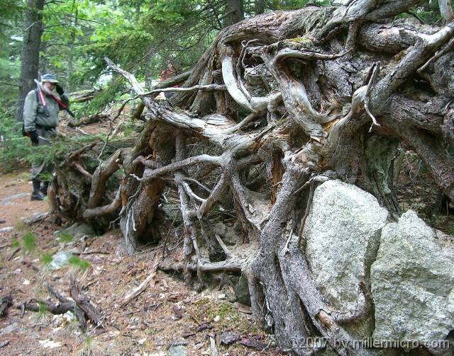 070602ColdRiverCamp_Blowdown Thankfully, this big blowdown fell AWAY from the trail.