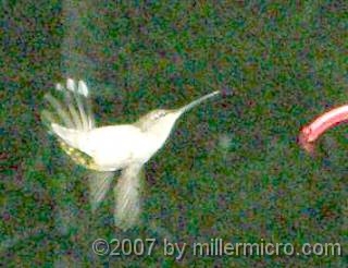 070602Hummingbirds2 Here's a close-up from the prior photo.