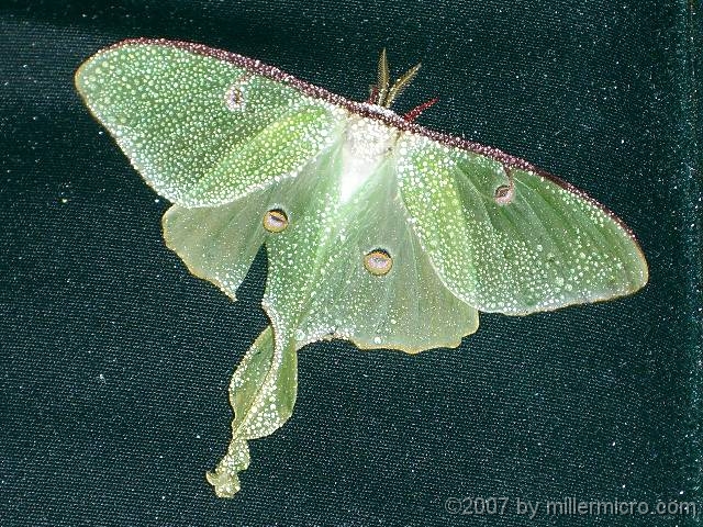 070603WetLunaMoth One drizzly morning, we found this Luna Moth sleeping it off on a porch sofa while awaiting the morning sun.