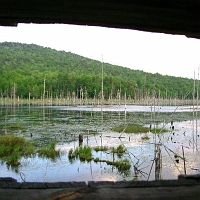 070601ColdRiverCamp_BlindView The deer came down to drink along the far shore of the bog. Great blue heron were nesting atop some of the dead trees. As we watched, an angry heron chased a raccoon down from one of those nests. Did the raccoon manage to snatch an egg for dinner?