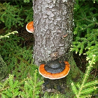 070602ColdRiverCamp_ShelfMushroom_1024 We were too busy to take a lot of photos. But I couldn't resist stopping for this photo of pretty Shelf Mushrooms. They're big; the spruce trunk is about a foot in diameter.