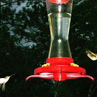 070602Hummingbirds1 Hummingbirds are a regular feature at the porch of the Lodge.