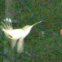 070602Hummingbirds2 Here's a close-up from the prior photo.