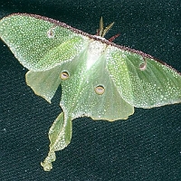 070603WetLunaMoth One drizzly morning, we found this Luna Moth sleeping it off on a porch sofa while awaiting the morning sun.