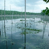 v070601ColdRiverCamp_MooseBog_1024 On the first evening, after Bernie showed us the high points of Cold River Camp, he showed some of the neighborhood. Deer Meadow Bog is a few miles away. It lies along the Evergreen Valley Road extension of Deer Hill Road.