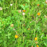 -v060623Wildflowers And here's some wallpaper if you use a portrait-mode display!
(HINT: Under the image, click to download the original image for your desktop wallpaper.)