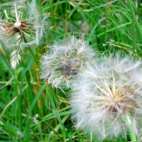 060627Dandelions Dandelions! To some they're weeds. Some see their beauty. And then there's dandelion wine...