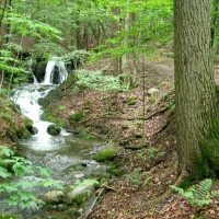 060630GlenFallsTrailAtLakeMorey Lake Morey has many inviting trails, including this short walk to the Small Falls on the Glen Falls Trail. This trail's tall trees and natural air conditioning keep it about twenty degrees cooler on a hot day.