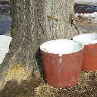 070303SyrupingColonialStyle2 Maple sugaring hasn't changed THAT much since the Indians taught the settlers how. But the implements have. In the good old Colony days, they used wooden buckets like these brown ones. These Colonial-style spiles were made of sumac shoots, because the central pith is easily removed to make a tube. The clear, watery sap drips into each bucket -- faster in a good season, and as the tree warms in the sun.