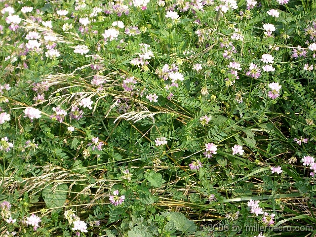 060727SpectacleIslandFlowers2 Crown Vetch...