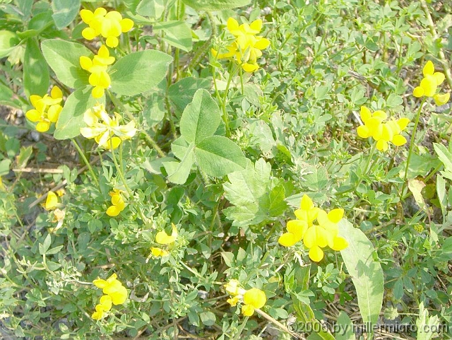 060727SpectacleIslandFlowers3 Yellow Vetchling...