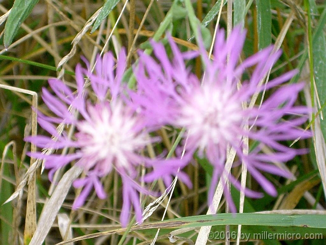 060727SpectacleIslandFlowers4 and this Spotted Knapweed are just a few of the wildflower treats along the paths.