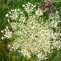 060727SpectacleIslandFlowers1 On our island walk, we find other flowers by our feet. Queen Anne's lace...