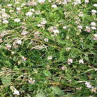 060727SpectacleIslandFlowers2 Crown Vetch...