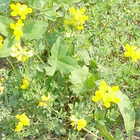 060727SpectacleIslandFlowers3 Yellow Vetchling...