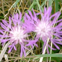 060727SpectacleIslandFlowers4 and this Spotted Knapweed are just a few of the wildflower treats along the paths.